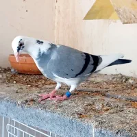 کبوتر پلاکی مسافتی جوجه هیچ پر