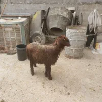 بره نر