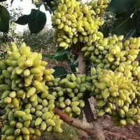 پیوند پسته