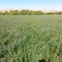 یونجه