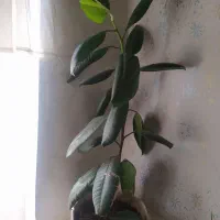 پنج مدل گل طبیعی