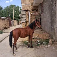 اسب یک ساله دره شور سه قلم سفید