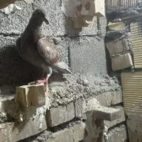 چنتا جوجه کلون