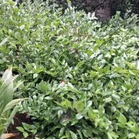 یاس|عمده‌فروشی|کلاچای, |دیوار