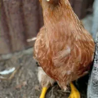 جوجه، خروس، اردک و غاز