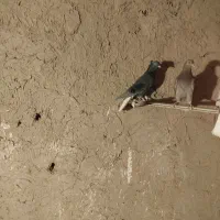 دمسفید|پرنده|قوچان, |دیوار