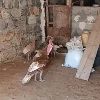 بوقلمون محلی