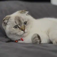 گربه|گربه|قزوین, |دیوار