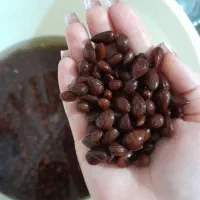 فروش بادام کوهی(الوک) تازه