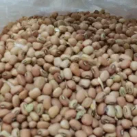 لوبیا پلویی