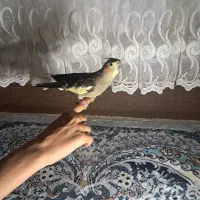 عروس هلندی