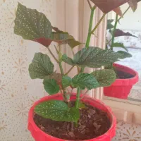 گل طبیعی