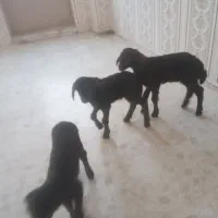 بره اصل