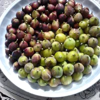 انجیر تازه و شیرین زیر قیمت بازار