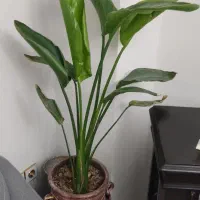 گیاه نیکولای دو بوته