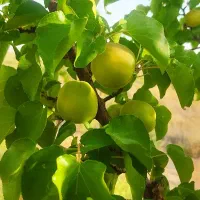 زمین-باغ-آب-ملکی