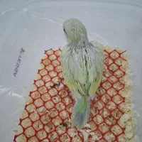 طوطی راهب پاستیلی تازه دونخور
