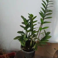 تعدادی گل زیبا و پر برگ