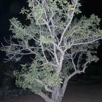 زمین-پسته-جای-مناسب-برای-تفریحی