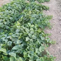 خیار ریز خیارشوری