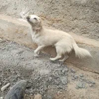 سگ پا کوتاه