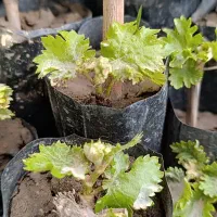 نهال انگور موندراپ، لامبورگینی