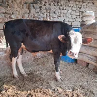 گاونر