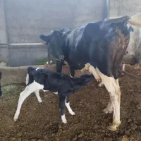 گاو با گوساله