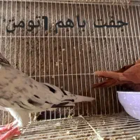 کفترجفتگاه وپرشی