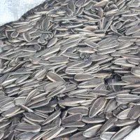 تخمه کانادایی اعلا