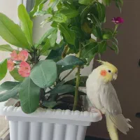 یک جفت عروس هولندی