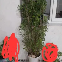 گل مرجان