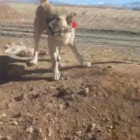 واگزارسگ سراب