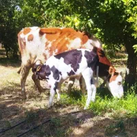 گاو سمینتال باگوساله بلژیک نر سه ماهه