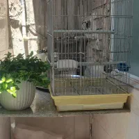 قفس بزرگ با قناری