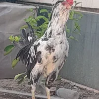 خروس گلین فول ریش