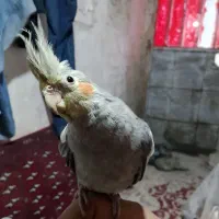 عروس هلندی  نر جوونه