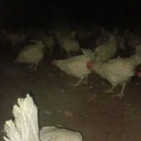 مرغ‌تخم‌گذار