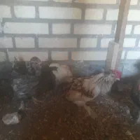 یک جفت خروس مرغ یوسل بلژیکی اصل