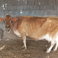 گاوگوشتی|حیوانات مزرعه|کاکی, |دیوار