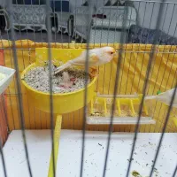 جفت قناری|پرنده|یزد, |دیوار