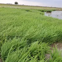 بذر شالی ۷۵ روزه