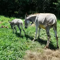 الاغ