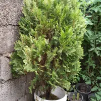 کاج کامیس سایز بزرگ