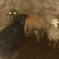 فروش ۳عدد بره