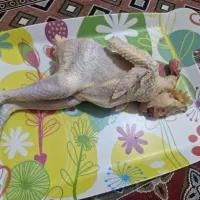 جوجه خروس گوشتی ۱۰۰ درصد محلی