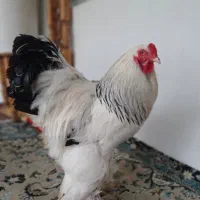 خروس برهما