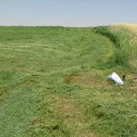 علوفه یونجه