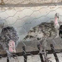 بوقلمون و ابریشمی