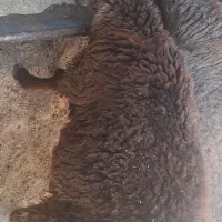 بره نر سبک وزن